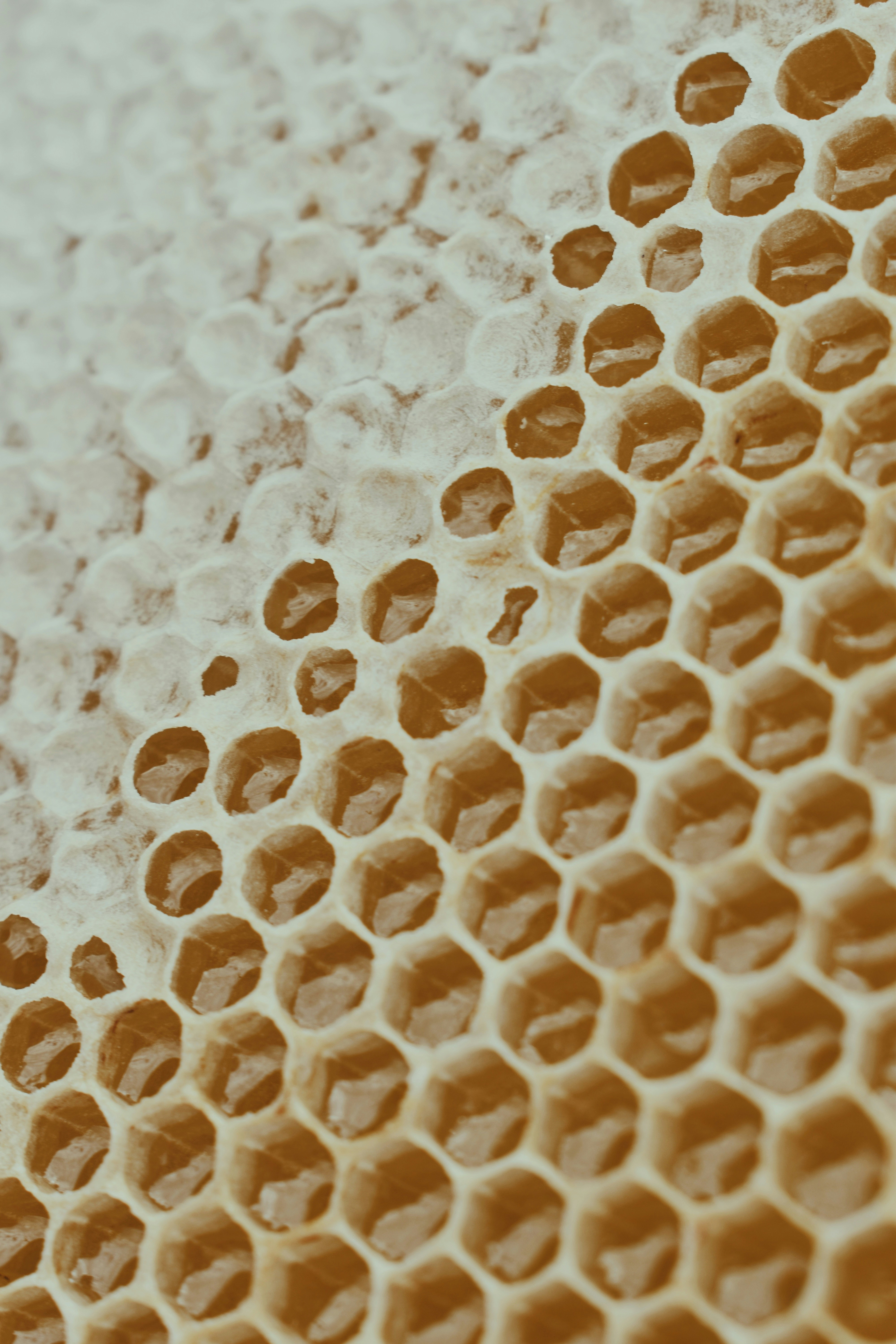 Honeycomb